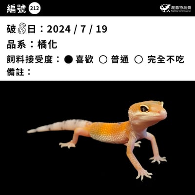 豹紋守宮．橘化（編號 212）3